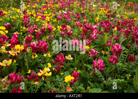 Lila Milch Wicke Astragalus Danicus und Horseshoe Vetch Hippocrepis Comosa Wildblumenwiese Andalusien Stockfoto