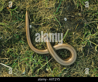 Slowworm geschiedenen Fragilis großen Erwachsenen auf Rasen Stockfoto