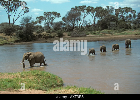 Afrikanischer Elefant Loxodonta Africana Crossing Stockfoto