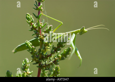 Gottesanbeterin Mantis Religiosa Veta La Palma Coto Donana Andalusien Stockfoto