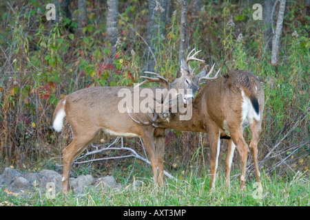 White-tailed Buck (Odocoileus Virginianus) pflegen einander Stockfoto