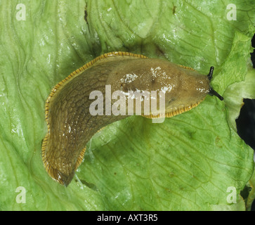 Große schwarze Schnecke Arion Ater auf einem Salatblatt Stockfoto