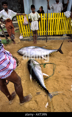 Sri Lanka Hikkaduwa Fischen zwei 75Kg Thunfisch in Fishermans kooperative Stockfoto