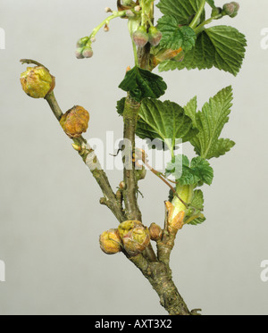 Schwarze Johannisbeere Gall Mite Cecidophyopsis Ribis big Buds Schäden an junge schwarze Johannisbeere Blätter Stockfoto