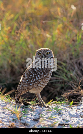 Kanincheneule Athene cunicularia Stockfoto