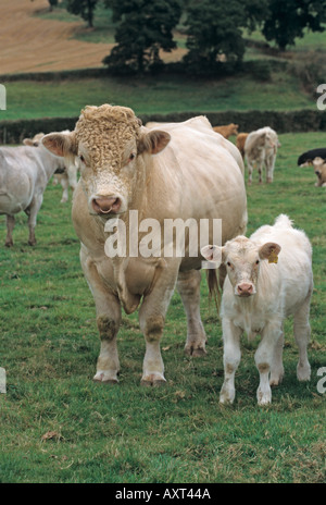 Charolais Kuh und Kalb auf Weidewiese Stockfoto