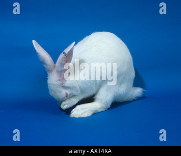 Ein weißer Labor Kaninchen ein Neuseeland-weiß Reinigung selbst Stockfoto