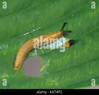 Eine nicht identifizierte Schnecke auf einem beschädigten Hosta-Blatt Stockfoto