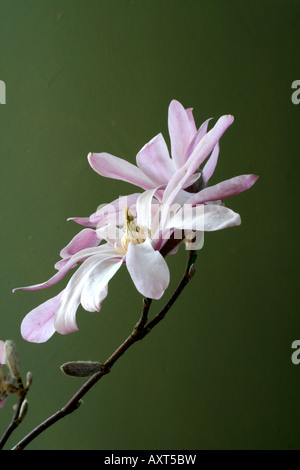 MAGNOLIA X LOEBNERI LEONARD MESSEL AGM Stockfoto