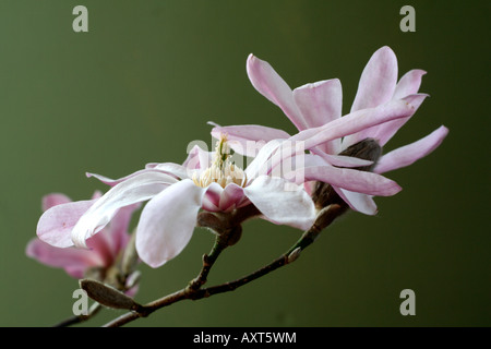 MAGNOLIA X LOEBNERI LEONARD MESSEL AGM Stockfoto