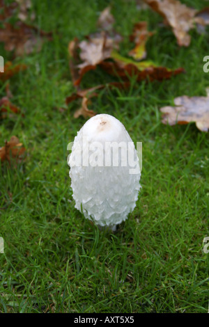 Fliegenpilz. Shaggy Inkcap. Coprinus Comatus. Coprinaceae. Essbar. Kappe und Schaft Sorte. Englischer Garten. VEREINIGTES KÖNIGREICH. Stockfoto