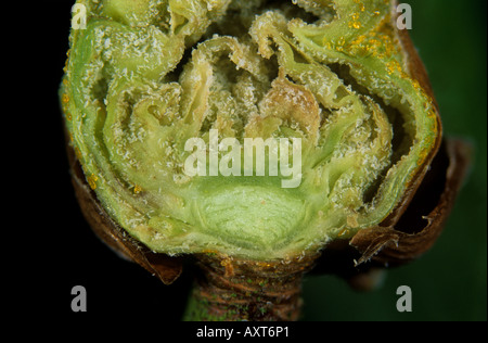 Schwarze Johannisbeere Gall Mite Cecidophyopsis Ribis Milben in erweiterten Blatt Knospe große Knospe Stockfoto