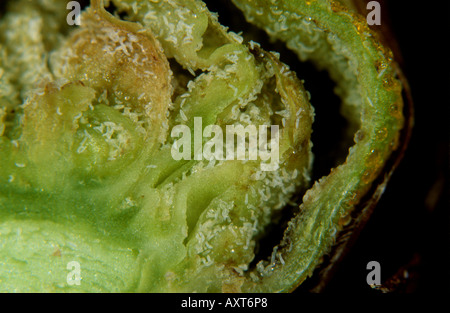 Schwarze Johannisbeere Gall Mite Cecidophyopsis Ribis Milben in erweiterten Blatt Knospe große Knospe Stockfoto