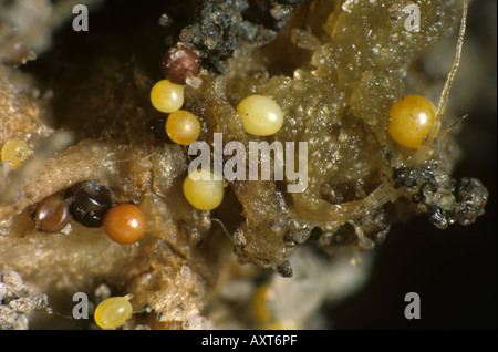 Goldene Kartoffel Zyste nematode Globodera rostochiensis Zysten auf einer Kartoffel root Stockfoto