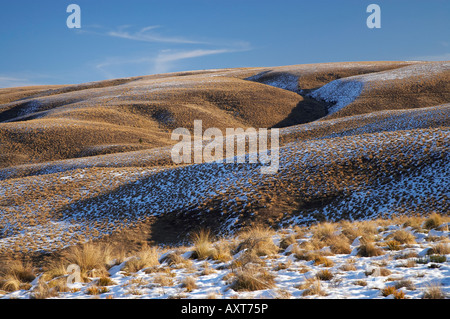 Grasbüschel und Schnee auf Hügeln neben der Maniototo Pigroute Südautobahn Insel Neuseeland Stockfoto