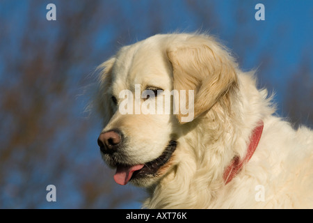 Golden Retriever-Warnung Stockfoto