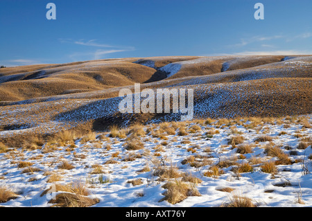 Grasbüschel und Schnee auf Hügeln neben der Maniototo Pigroute Südautobahn Insel Neuseeland Stockfoto