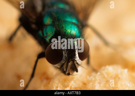 Greenbottle Fly Lucilia Caesar Facettenaugen Stockfoto