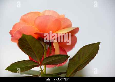 Über Gesicht Rose Stockfoto