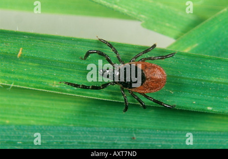 Schaf Zecke Ixodes Ricinus Larve auf Rasen Stockfoto