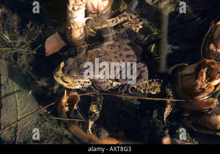 Paarung zweier gemeinsamer Kröten Bufo Bufo im Gartenteich Stockfoto