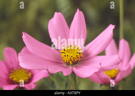 Kosmos-Peucedanifolius. Nahaufnahme des offenen rosa Blume. Stockfoto