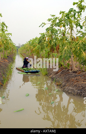 Ernte, Papaya, Samutsakorn, thailand Stockfoto