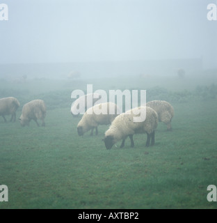 Großen Suffolk Lämmer Weiden an einem nebligen Morgen Gloucestershire Stockfoto