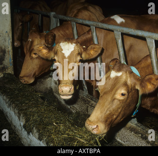 Kanalinsel Guernsey Kühe ernähren sich von Silage in Rinder-Haus Stockfoto