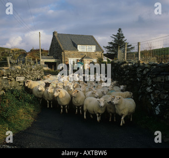 Schafherde getrieben unten schmale Bergstraße in Snowdonia Nord-Wales Stockfoto