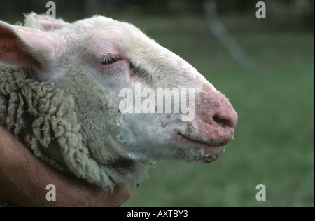 ORF-Infektion um Mund und Nase eines friesischen Schafes. ORF ist eine exantheme Krankheit, die durch ein Parapox-Virus verursacht wird Stockfoto