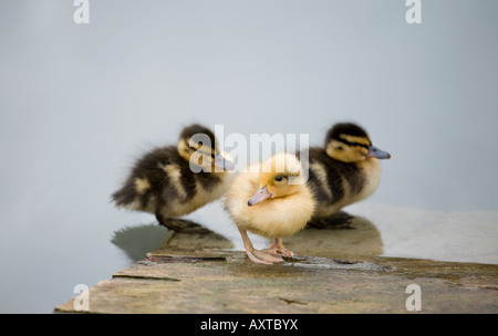 Trio der Mallard-Entkleidungen (Anas platyrhynchos) am Wasserrand im frühen Frühling Stockfoto