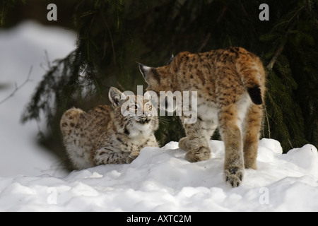 Junger Luchs Juvenil Luchs Stockfoto