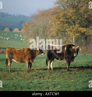 Gefesselte Jersey Stier mit Färse auf Herbst Weide Wiltshire Stockfoto