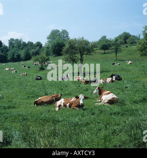 Gemischten Milchvieh liegend auf dem Rasen im Jura-Gebirge Schweiz Stockfoto
