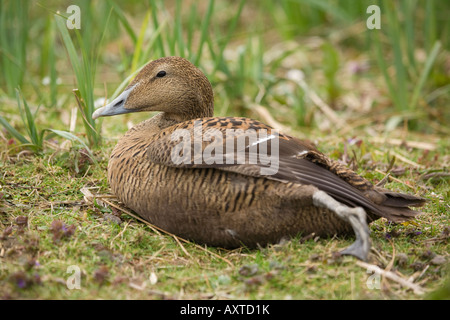 Weibliche Eiderente (Somateria mollissima), die im frühen Frühling auf Gras ruht Stockfoto