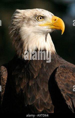 Schuss der Weißkopfseeadler hautnah Stockfoto