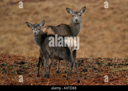 Rotwild-Schottland Stockfoto