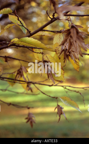 Früchte der Hainbuche Carpinus Betulus im winter Stockfotografie Alamy