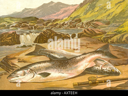 Viktorianische Druck von Lachs um 1890 Stockfoto