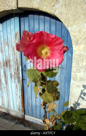 Große rosa Hibiskusblüte mit gelben Staubgefäßen und Zentrum mit Französisch Charentaise Stil powder blue Scheunentor als Hintergrund. Stockfoto