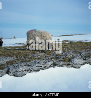 Swaledale Ewe auf kalten verschneiten Moor mit geringer Dichte Rasen Stockfoto