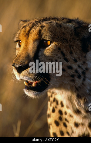 Porträt eines gefleckten Geparden in Afrika Stockfoto