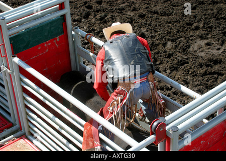 Rodeo, Alberta, Kanada, Bull Riding, In der Rinne Stockfoto