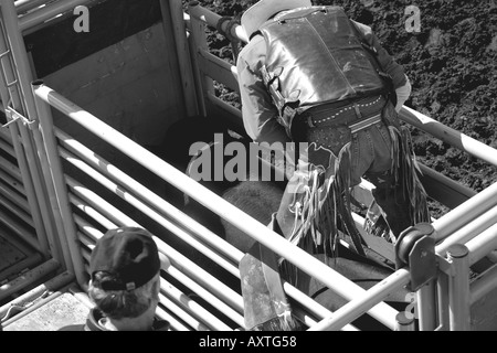 Rodeo, Alberta, Kanada, Bull Riding, In der Rinne Stockfoto