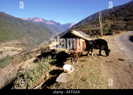 Bhutan Black Mountains Lobding Kühe am Straßenrand Stockfoto