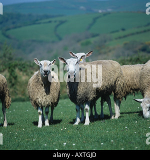 Blaue konfrontiert Leicester Widder schwer atmend auf Hügel Weide Parracombe Devon Stockfoto
