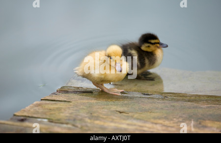 Ein Paar Mallard-Entkleidungen (Anas platyrhynchos) am Wasserrand im frühen Frühling Stockfoto