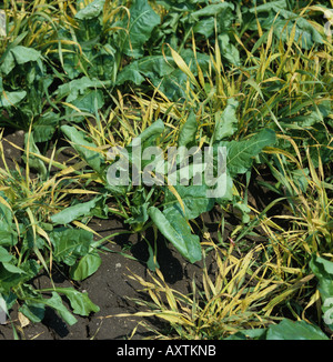 Verwendet als Windschutz Crop selektiv gesteuert in Zuckerrüben-Ernte Getreide Stockfoto