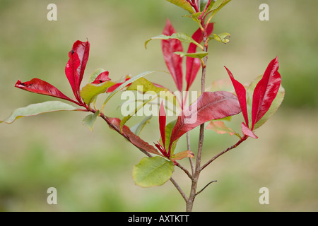 Neues Wachstum auf Photinia × fraseri 'Red Robin' im Frühjahr Stockfoto